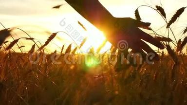 女孩`手触摸田野里的金色麦子，夕阳的光芒，火炬的光芒